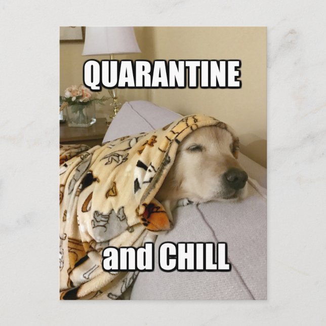 Funny Golden Retriever Quarantäne und Chill Joke Postkarte (Vorderseite)