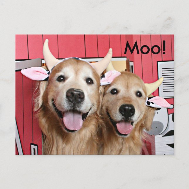 Funny Golden Retrievers in Costumes Halloween Postkarte (Vorderseite)