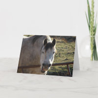 Funny Gray Mare