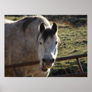 Funny Gray Mare Poster