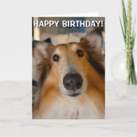 Funny grobe Collie Portrait Grüße Karte
