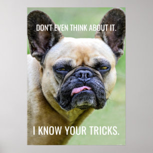 Funny Grumpy French Bulldog I Kennen Ihre Tricks Poster