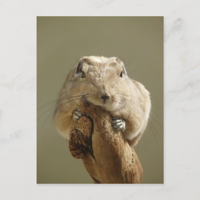 Funny Gundi Postkarte (Vorderseite)