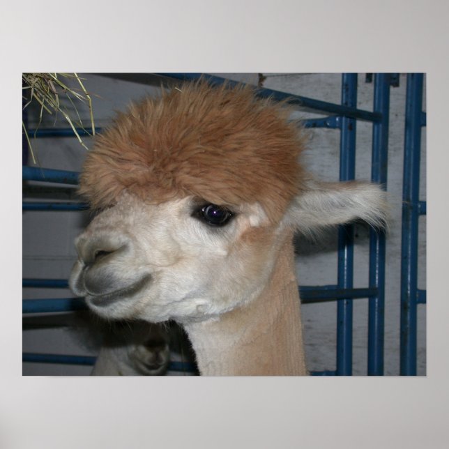Funny Hairdo über Llama Poster (Vorne)