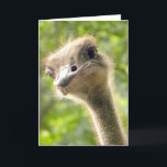 Funny Happy Birthday Card l Ostrich Fotografy Karte<br><div class="desc">Ihr bester Freund ist hier um Ihnen einen "guten Geburtstag" zu wünschen! Vollständig anpassbar. Original Foto by riverme*©2012/04/23.</div>