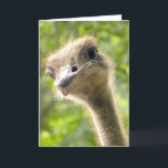 Funny Happy Birthday Card l Ostrich Fotografy Karte<br><div class="desc">Ihr bester Freund ist hier um Ihnen einen "guten Geburtstag" zu wünschen! Vollständig anpassbar. Original Foto by riverme*©2012/04/23.</div>