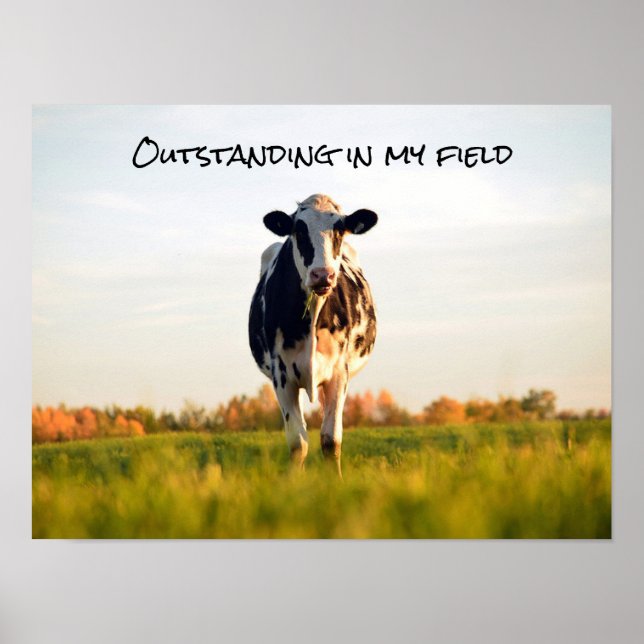 Funny Heifer herausragend auf meinem Feld Poster (Vorne)