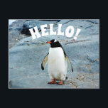 Funny Hello mit Pinguin Foto Postkarte<br><div class="desc">Eine hallo-Postkarte mit niedlichem Pinguin-Foto für einen lustigen Gruß für Kinder oder Pinguin-liebende Erwachsene.</div>