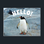 Funny Hello mit Pinguin Foto Postkarte<br><div class="desc">Eine hallo-Postkarte mit niedlichem Pinguin-Foto für einen lustigen Gruß für Kinder oder Pinguin-liebende Erwachsene.</div>