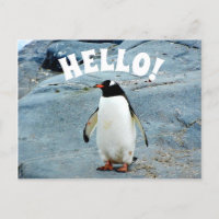 Funny Hello mit Pinguin Foto