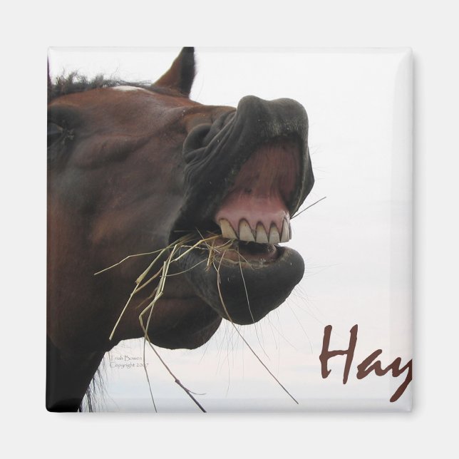 Funny Horse: Hay! Magnet (Vorne)