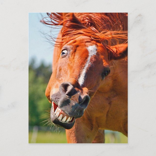 Funny Horse Laughing Fotografie Postkarte (Vorderseite)