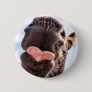 Funny Horse Lick Fotograf Button