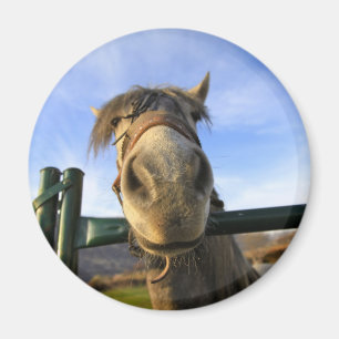 Funny Horse Magnet
