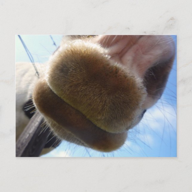 Funny Horse Postcard Postkarte (Vorderseite)
