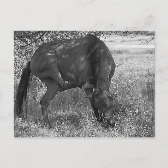Funny Horse Postcard Postkarte (Vorderseite)