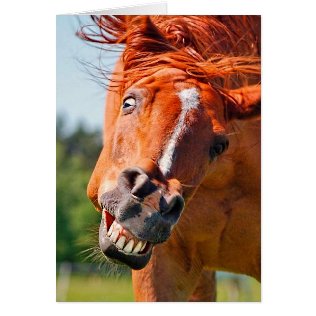 Funny Horse Rire Photographie (Devant)