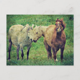 Funny Horses Postkarte