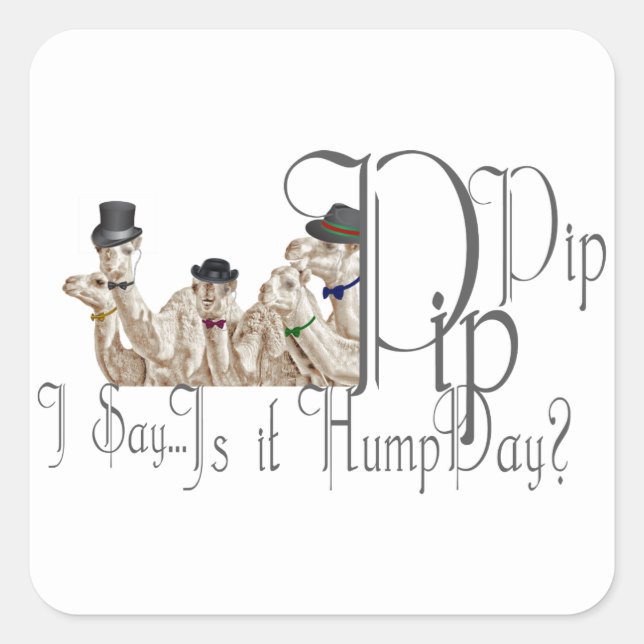 Funny Hump Day Camels in Monocles Quadratischer Aufkleber (Vorderseite)