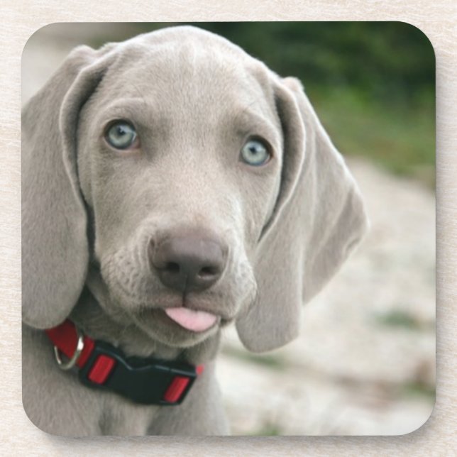 Funny Hund klebt Zunge-Out-Foto Getränkeuntersetzer (Vorderseite)