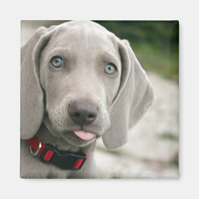 Funny Hund klebt Zunge-Out-Foto Magnet (Vorne)