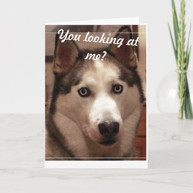 Funny Husky Birthday Card Karte (Vorderseite)