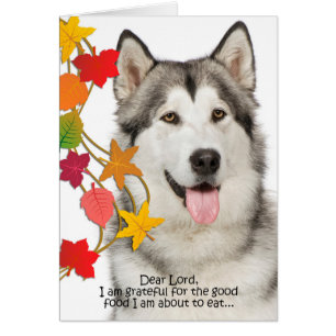 Funny Husky Thanksgiving Card
