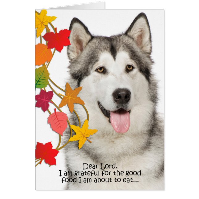Funny Husky Thanksgiving Card (Devant)