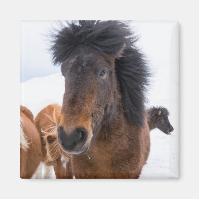 Funny Icelandic Horse Portrait Magnet (Vorne)