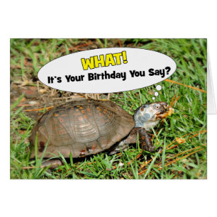 Funny Its Your Birthday Box Turtle w/ Popcorn Card