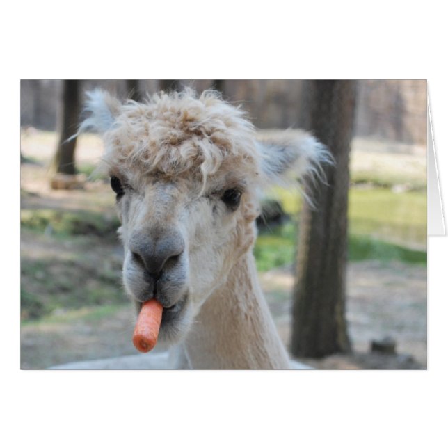 Funny Kamel (Vorderseite (Horizontal))