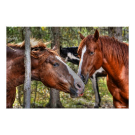 Funny Kastnut Stallion & Mare in einem waldreichen Poster