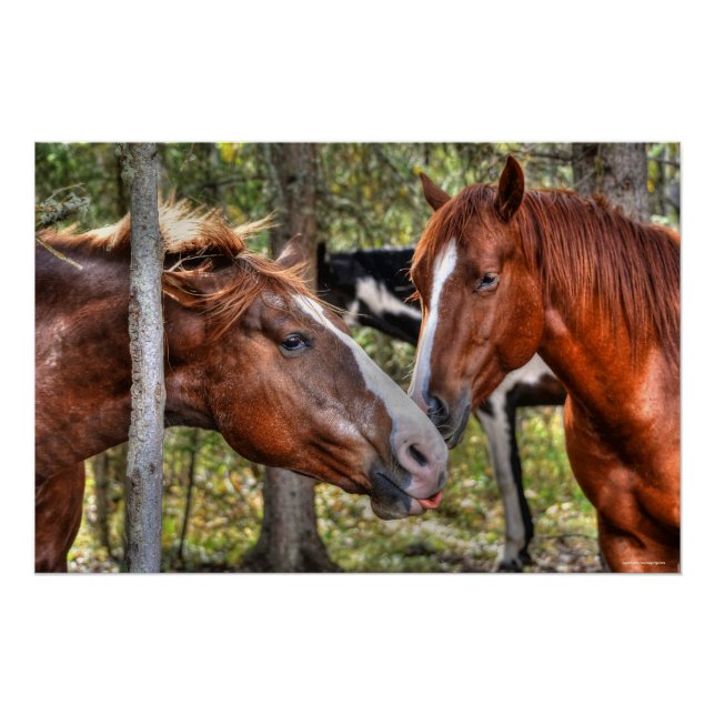 Funny Kastnut Stallion & Mare in einem waldreichen Poster (Vorderseite)