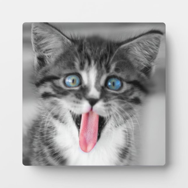 Funny Kitten Fotoplatte (Vorderseite)