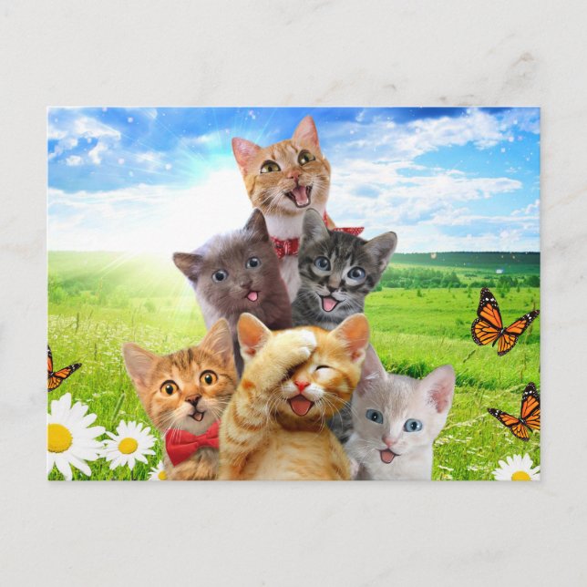 Funny Kittens auf grünem Feld. Postkarte (Vorderseite)