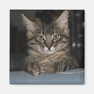 Funny Kitty sagt: "Oh, wirklich?" Magnet