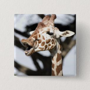 Funny konfrontiert reticulated Giraffe, San Franci Button
