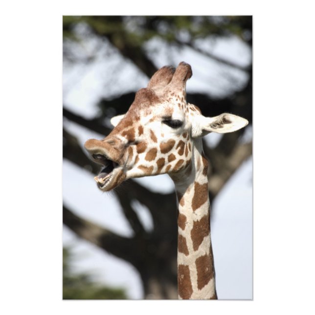 Funny konfrontiert reticulated Giraffe, San Franci Fotodruck (Vorne)