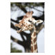 Funny konfrontiert reticulated Giraffe, San Franci Fotodruck (Vorne)
