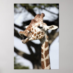 Funny konfrontiert reticulated Giraffe, San Franci Poster