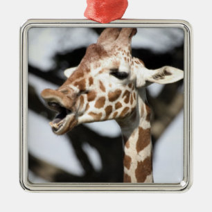 Funny konfrontiert reticulated Giraffe, San Franci Silbernes Ornament