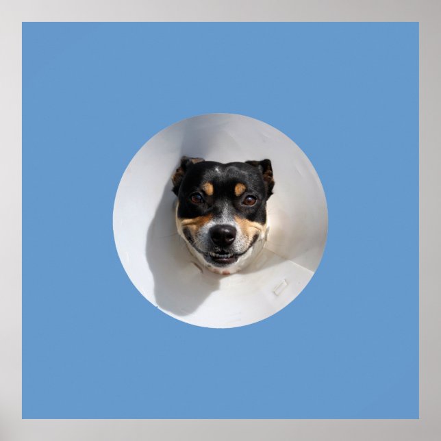 Funny Lächelhund Poster (Vorne)