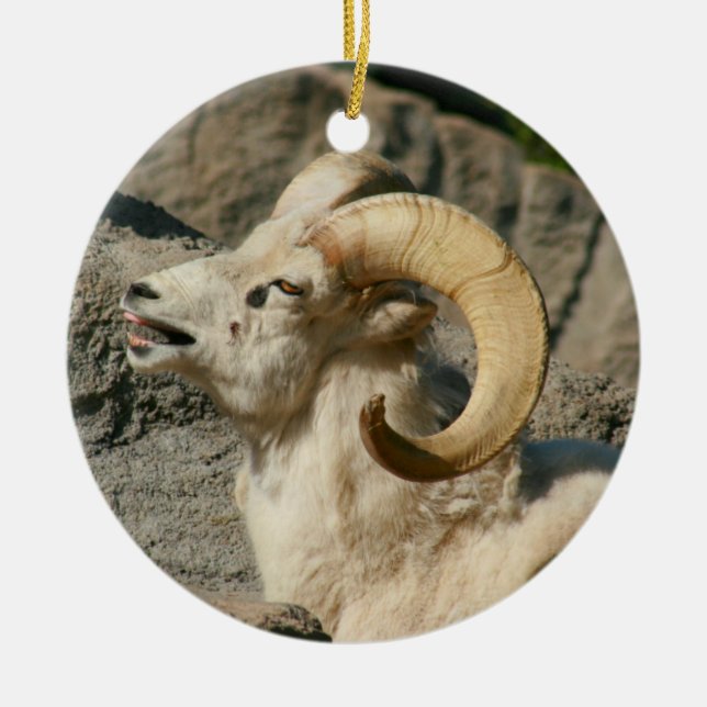 Funny Laughing Bighorn Sheep oder Ram Keramikornament (Vorne)