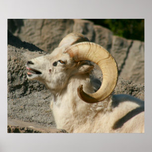 Funny Laughing Bighorn Sheep oder Ram Poster