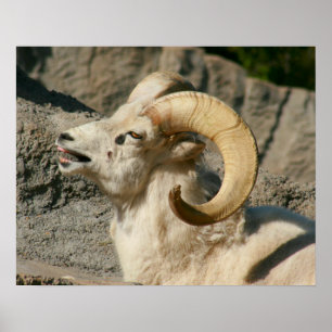 Funny Laughing Bighorn Sheep oder Ram Poster