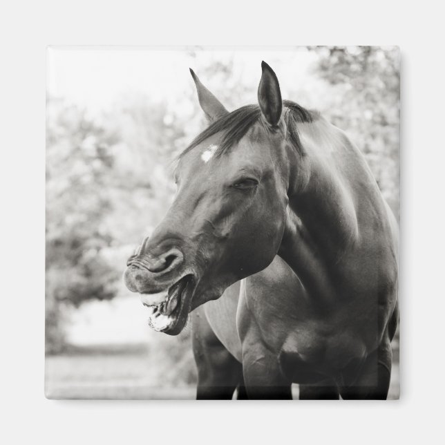 Funny Laughing Horse Magnet (Vorne)