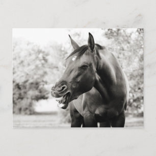 Funny Laughing Horse Postkarte