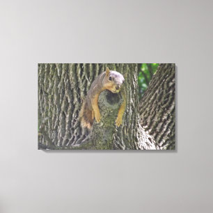 Funny Lazy Eichhörnchen in einem Baum Fotografy Wa Leinwanddruck
