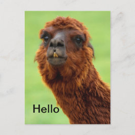 Funny Llama Postcard - Jedem Anlass Postkarte