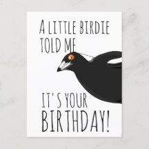 Funny Magpie Postkarte